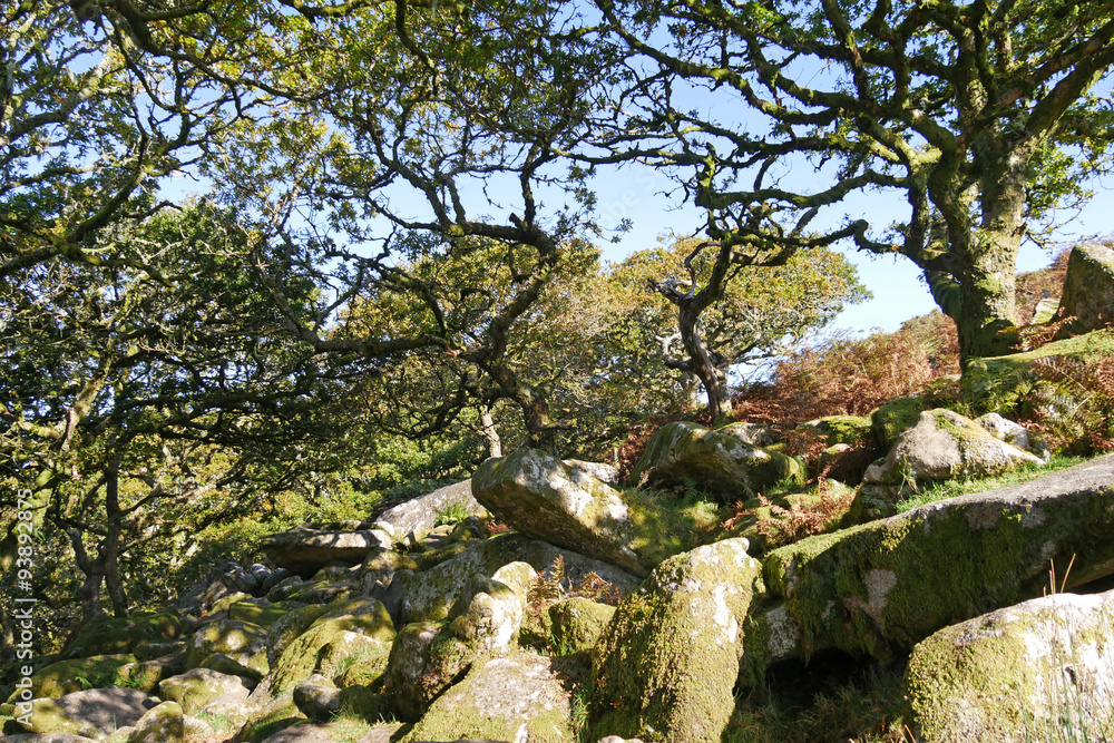 Wistman's Wood on Dartmoor. These ancient stunted Oaks are growing amongst granite boulders at 1300 feet. It has been suggested that these woods were used by Druids for sacrifices. Wistman's Wood on Dartmoor. These ancient stunted Oaks are growing amongst granite boulders at 1300 feet. It has been suggested that these woods were used by Druids for sacrifices.