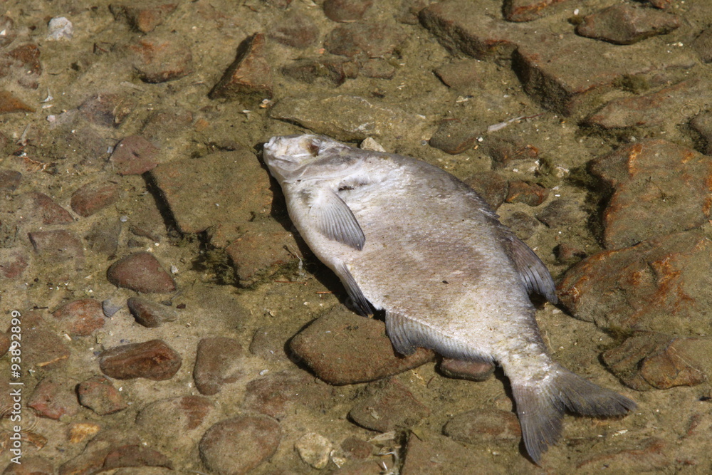 Toter Fisch