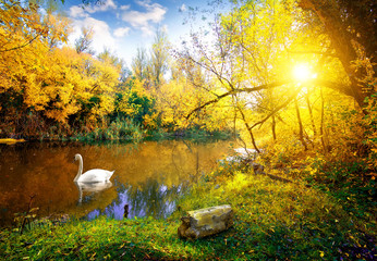 Acrylglasbilder Schwan Weißer Schwan auf glattem See  © Givaga