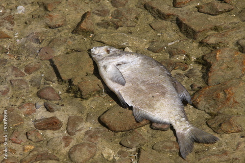 Obraz na płótnie Toter Fisch w salonie