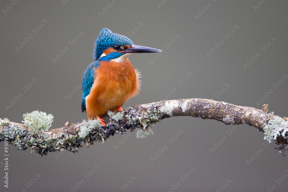 Obraz premium Kingfisher