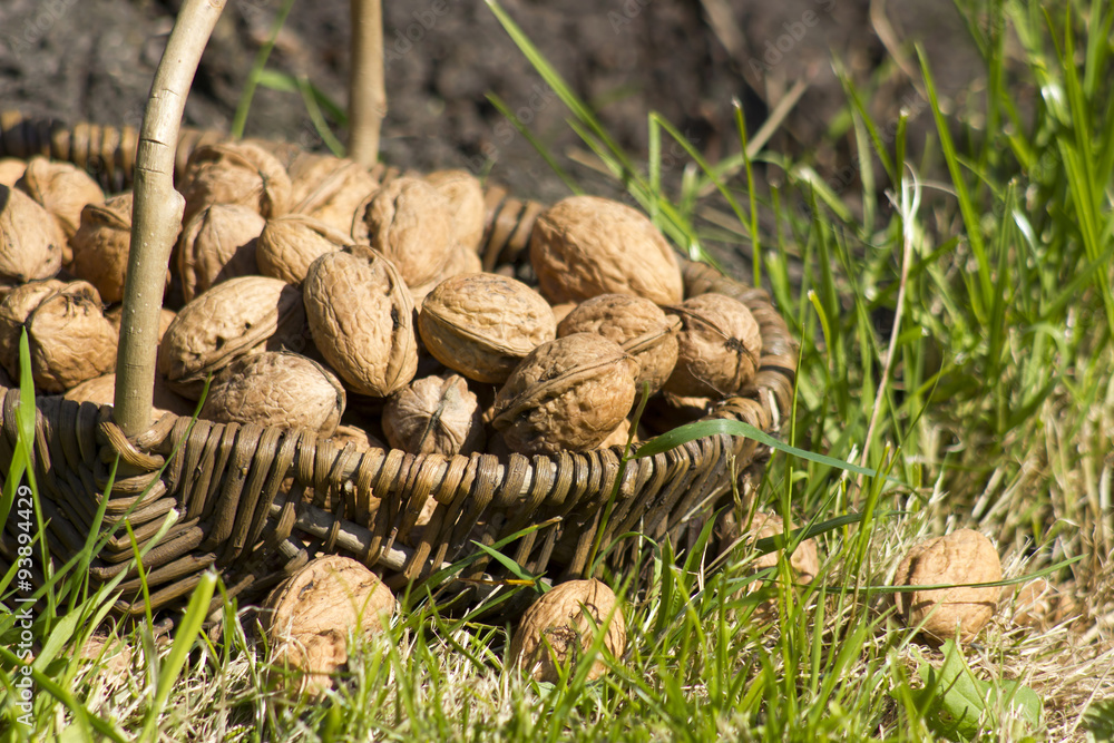 Basket with walnuts on the earth Basket with walnuts on the earth