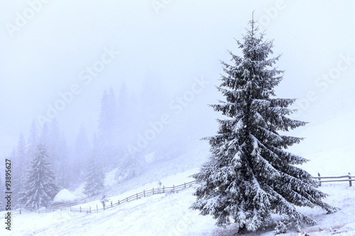 fir trees covered by snow