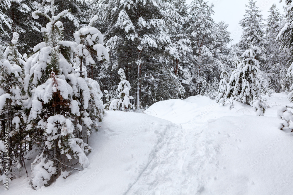 Footpath with traces in snow at wintry forest, nobody Footpath with traces in snow at wintry forest, nobody