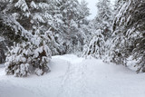 Pathway in snow at wintry coniferous forest, nobody