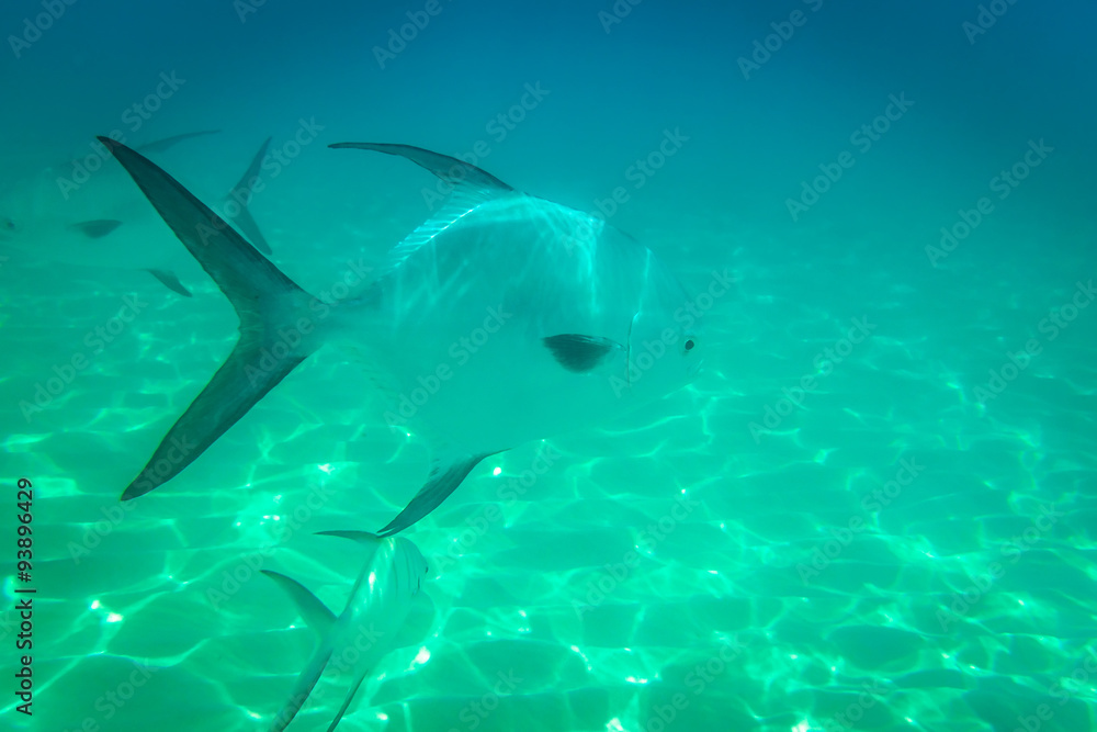 Fototapeta premium A shoal of fishes in Caribbean Sea, Mexico