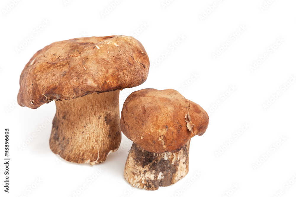 Two mushroom standing on a white background Two mushroom standing on a white background