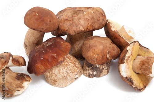 Several mushrooms on white background