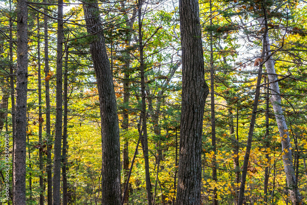 Fototapeta premium In autumn forest. Natural background.
