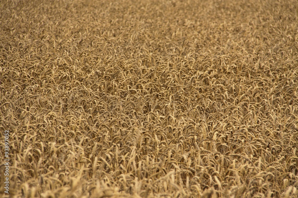 Grain field before harvest Grain field before harvest