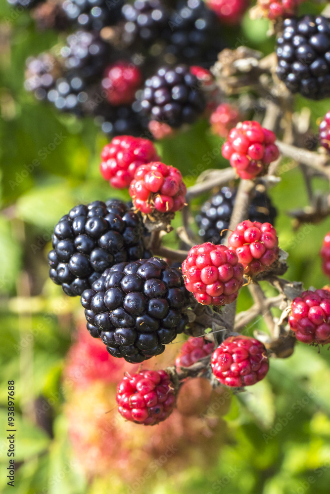 Close up of ripe and ripening wild blackberries Close up of ripe and ripening wild blackberries