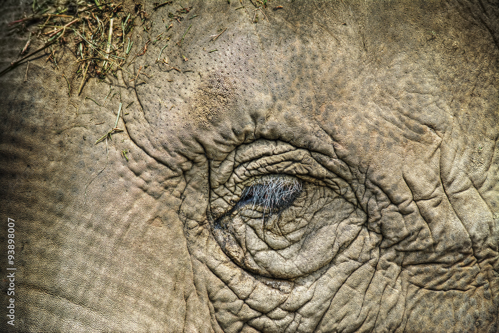 elephant eye in hdr elephant eye in hdr