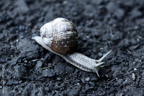 Running snail photo