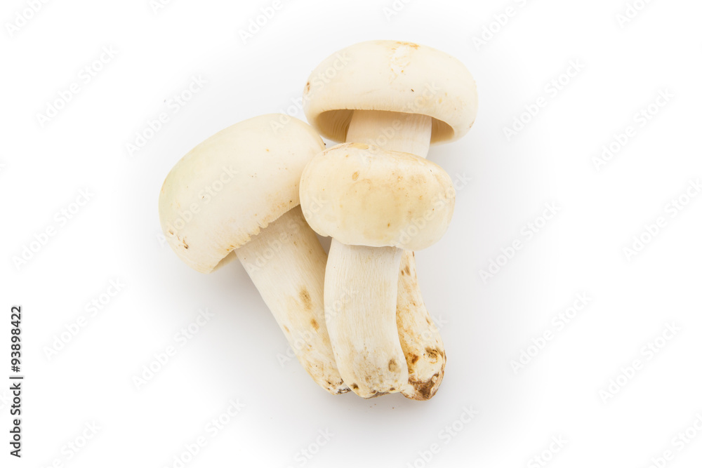 Wild mushroom Wild mushroom