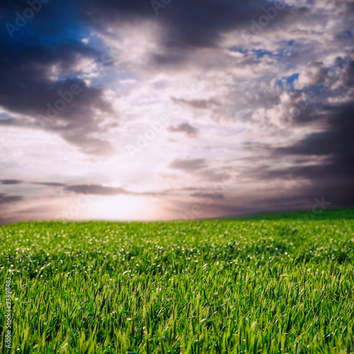 image of beatiful summer or spring wheat field and sky with clouds