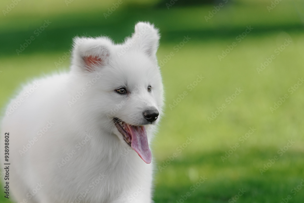 two White Swiss Shepherds puppies 