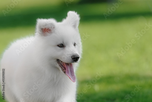 two White Swiss Shepherds puppies 