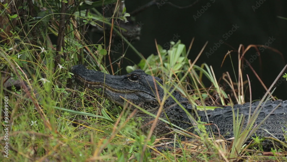 Everglades National Park American Alligator by swamp HD 2203 Everglades National Park American Alligator by swamp HD 2203