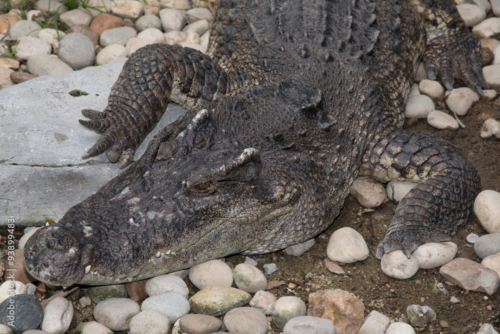 Obraz premium crocodile in the zoo