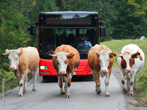 Cows