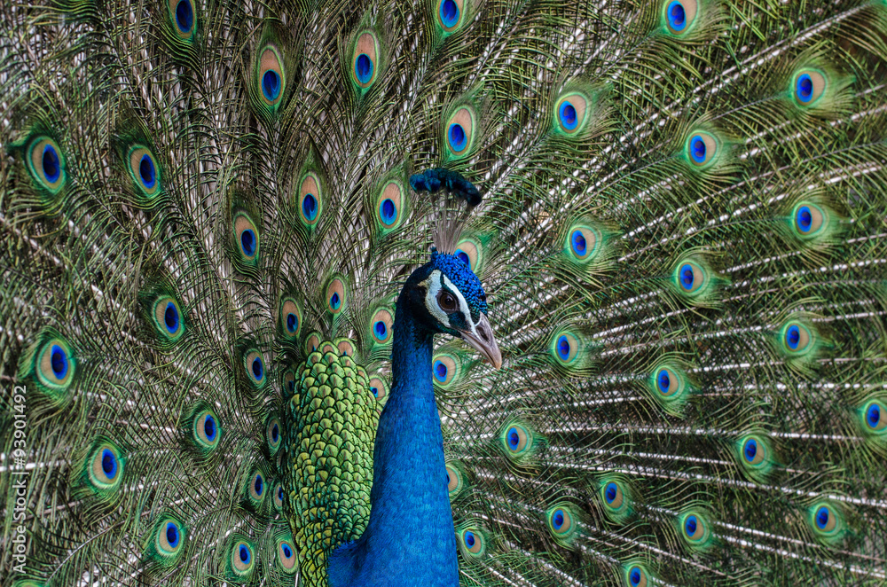 Fototapeta premium Portrait of Beautiful Peacock