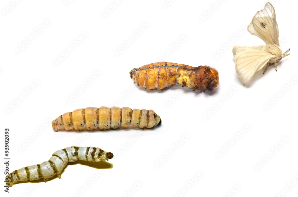 Transformación de oruga a mariposa Transformación de oruga a mariposa