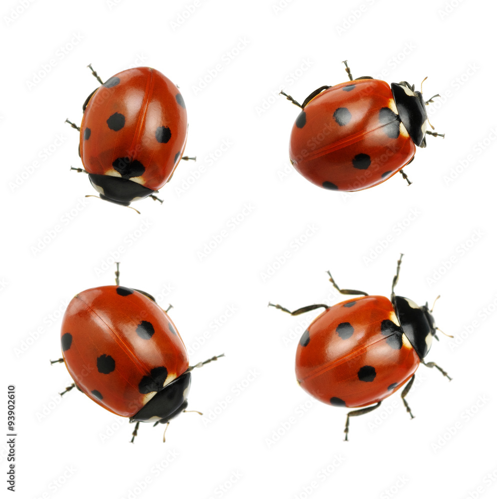 Fototapeta premium Ladybug