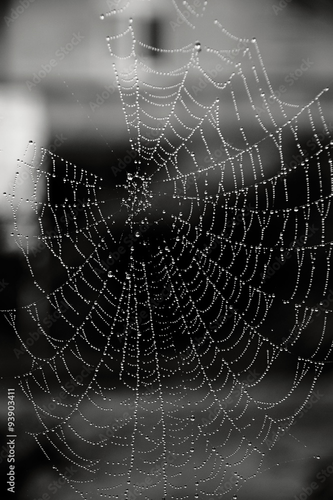 Wet web Wet web