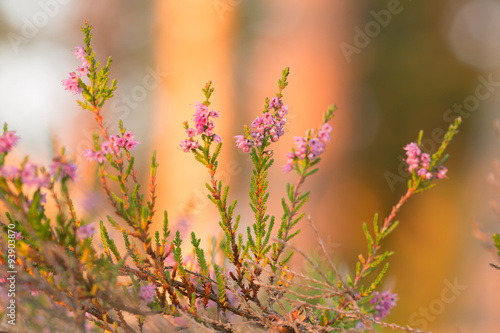 Blooming common heather, Calluna vulgaris © Henrik Larsson