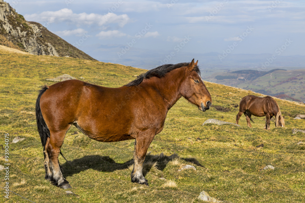 Wild Horse Wild Horse
