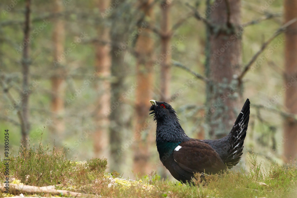 Fototapeta premium Capercaillie in forest in Scotland