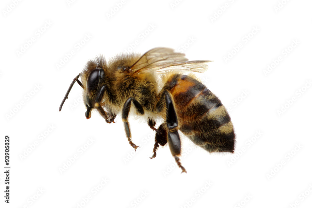 bee bee