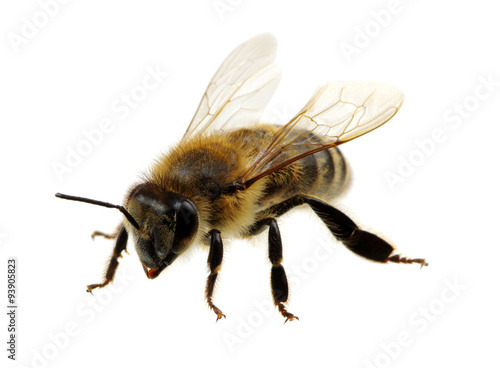 bee