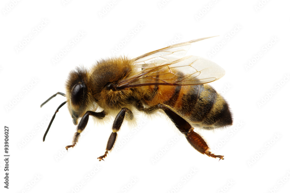 bee bee
