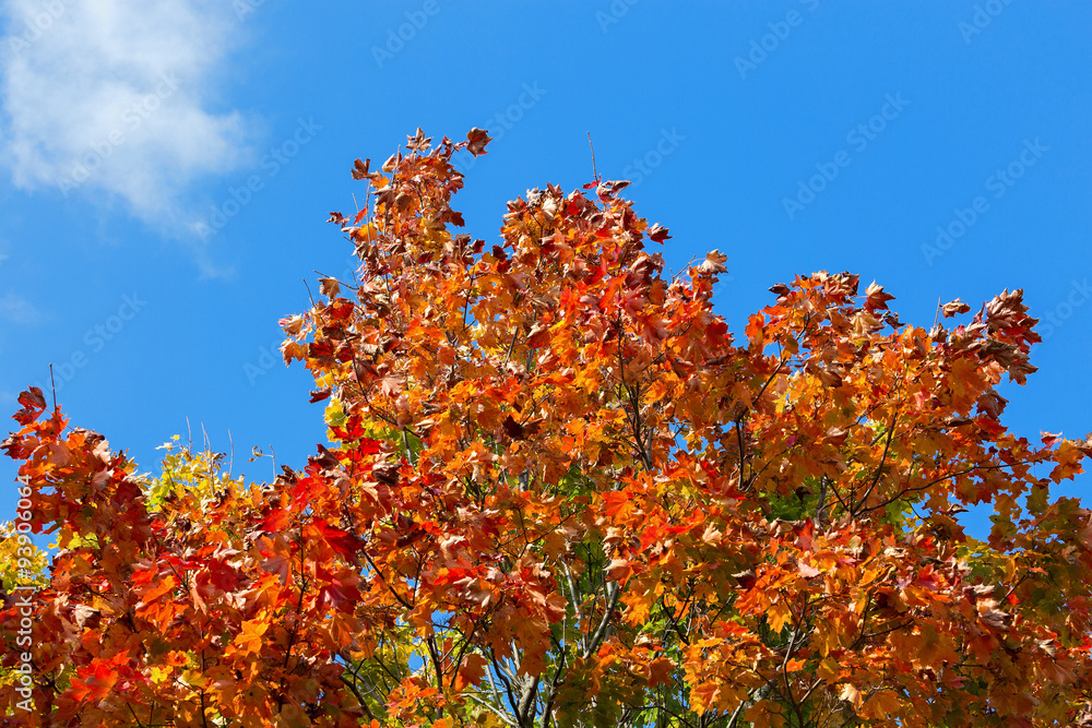 Yellow and red of maple leaves in autumn on a background of blue sky