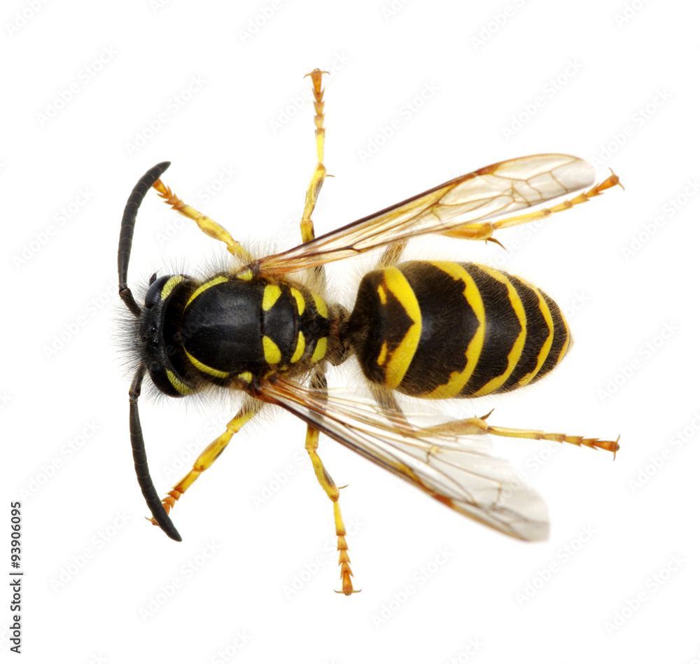 wasp wasp