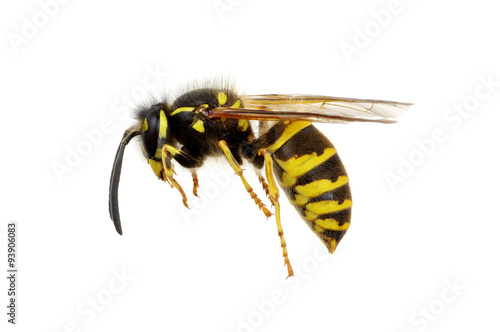 wasp