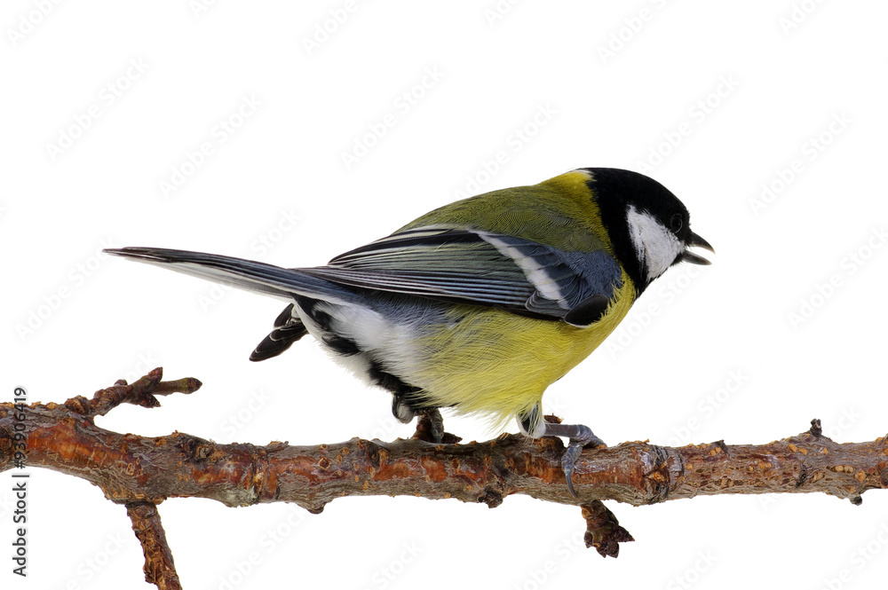 Obraz premium great tit