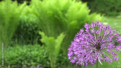 Purple allium decorative garlic flower with bee bee gather nectar. Static closeup shot. 4K
