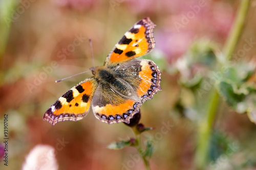 Butterfly on a flower © techiya