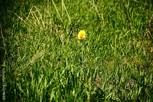 Yellow tulip photo