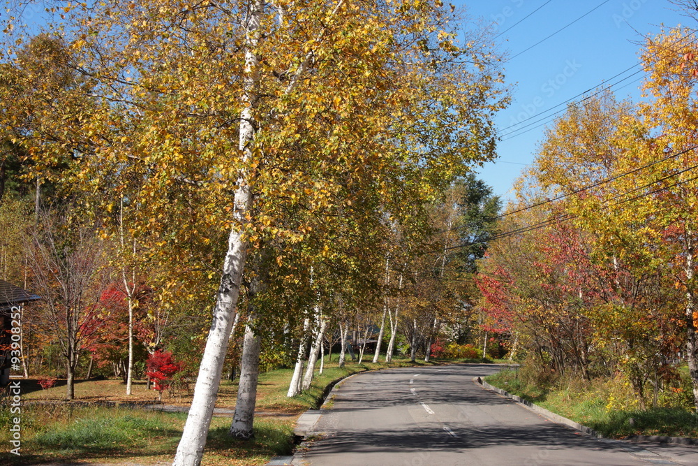Naklejka premium 紅葉した街路樹のある通り