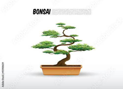 bonsai