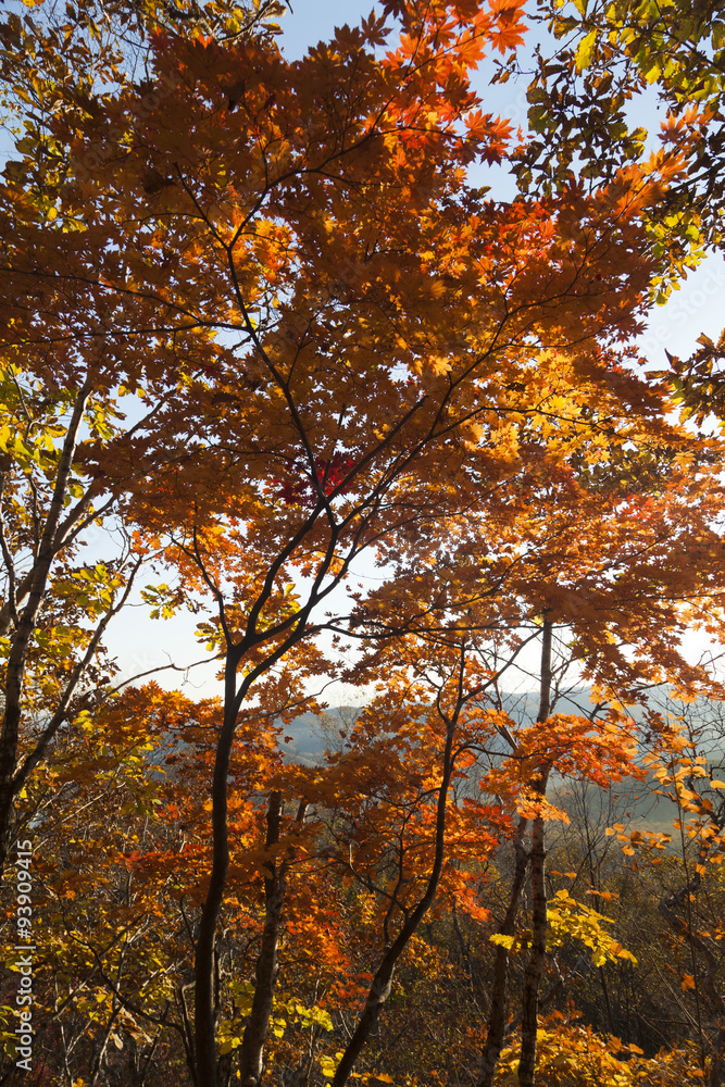 Obraz premium Autumn forest