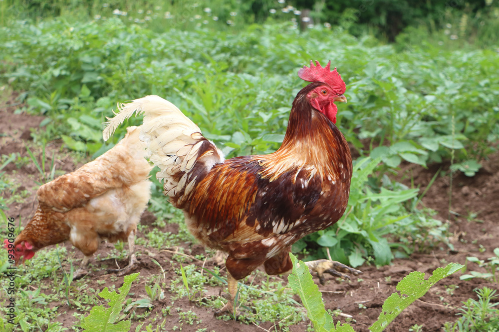 Fototapeta premium The rooster going on the ground