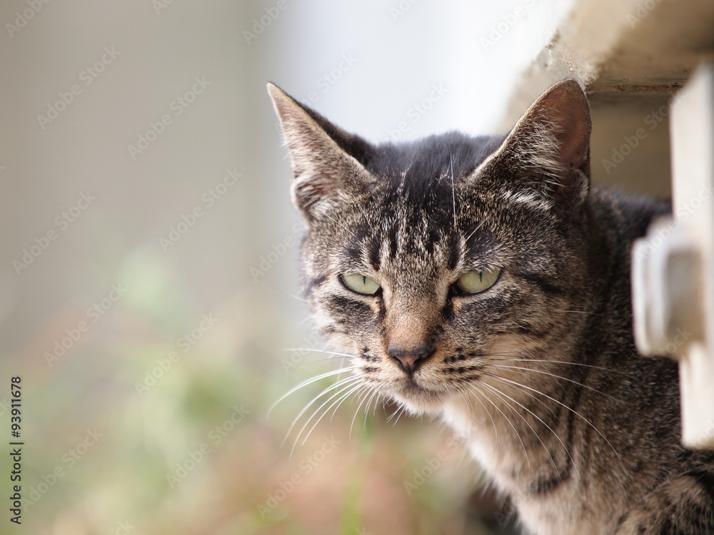 Obraz premium 睨みつける猫