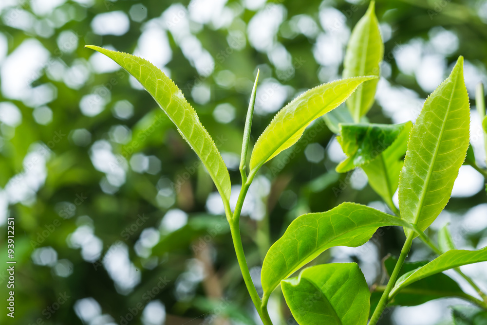 Obraz premium Fresh tea leafs