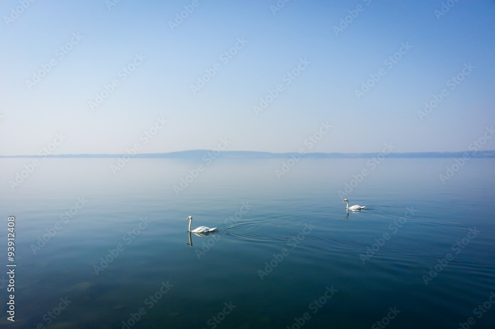 Couple of white swans swimming on quiet lake