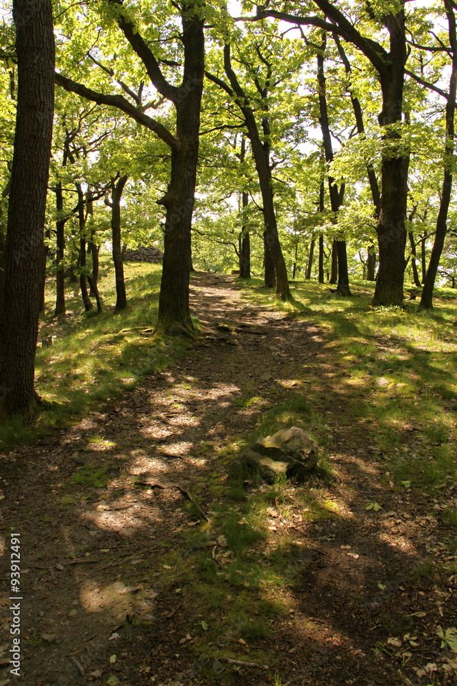 Summer forest