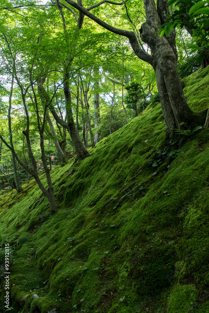 新緑の常寂光寺 新緑の常寂光寺